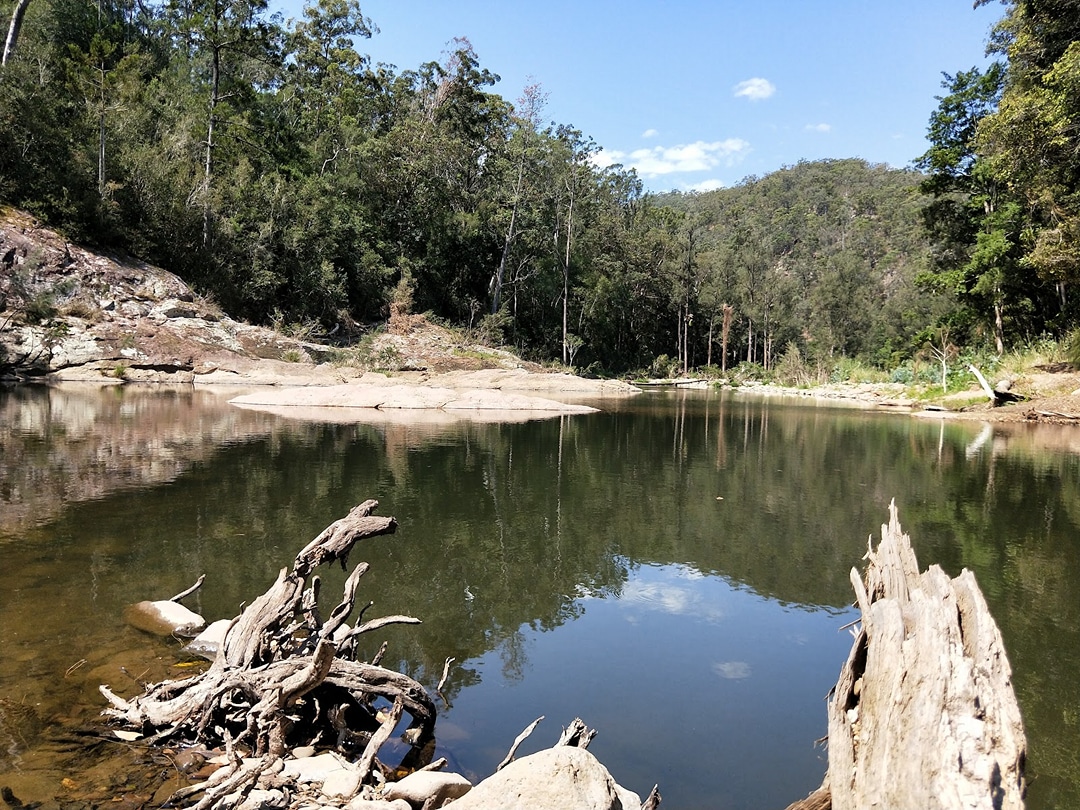 Springbrook National Park Forest Park picnic area