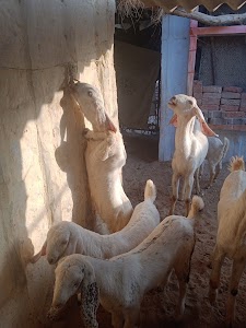 Poshakwalo Ki Haweli