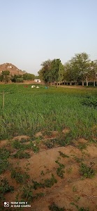 Khvi bavachi