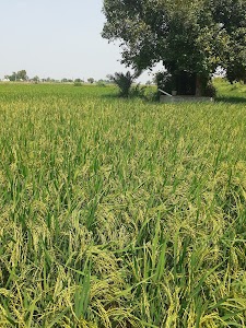Kankarwal Organic Agro Farm & Nursery