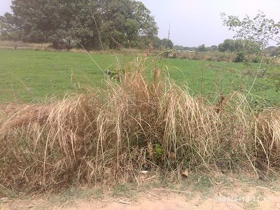 Budhpur