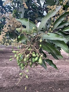 ARUN AGRO TECH - MANOR