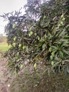 Laukahi