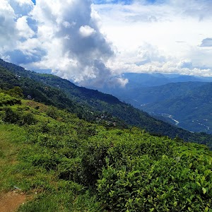 Lopchu Tea Estate