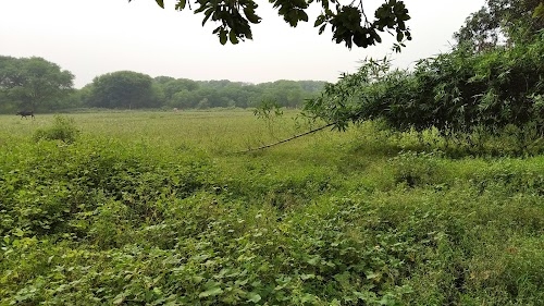 Ram Dular Dubey ka BAARI (Bagayicha)