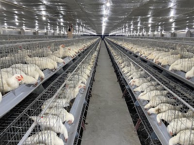 Ishar Hatcheries