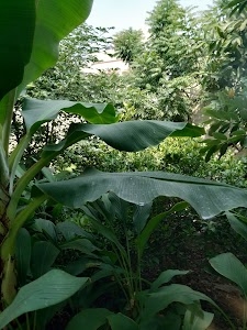 Naya Bans, Iradat Nagar
