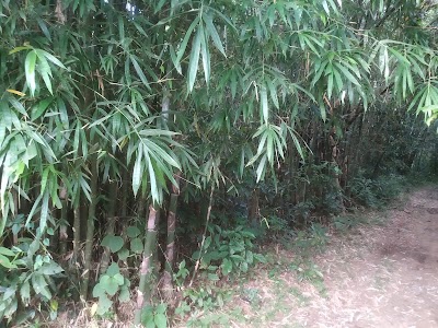 Ranjan Gogoi memorial Herbal garden