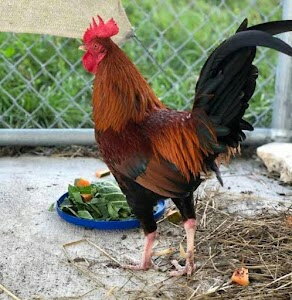 LOKNATH CHICKEN FARM