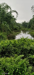 Nongbak Fishery Pond