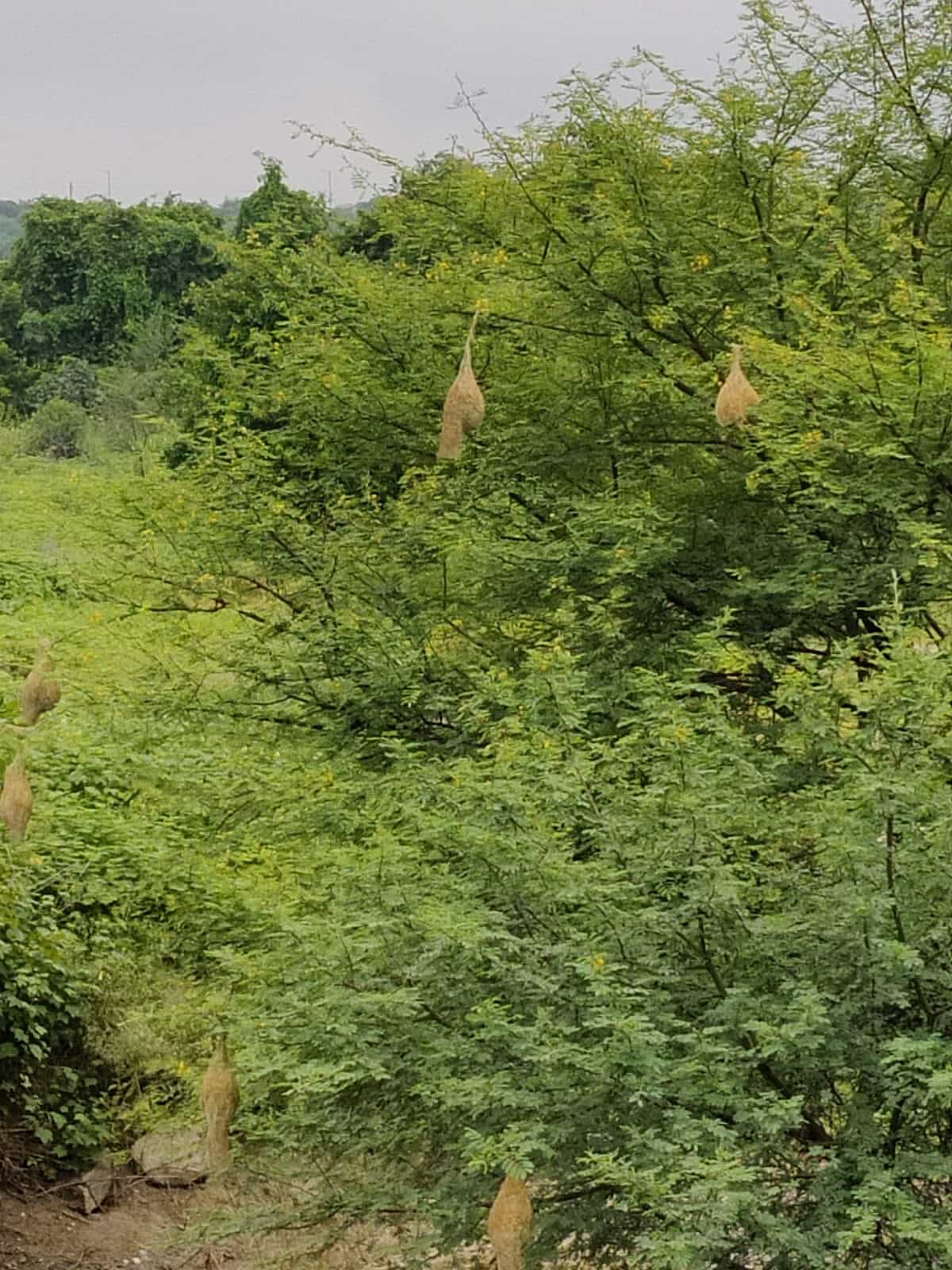 karkapatla