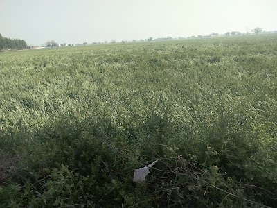 Chhudani