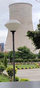 Jharli Plant