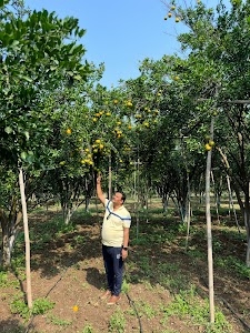 Korde's Farm