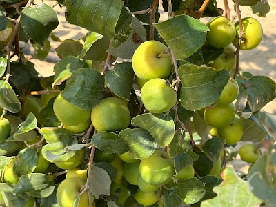 Dan Shree Farm House