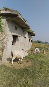 Mankisar