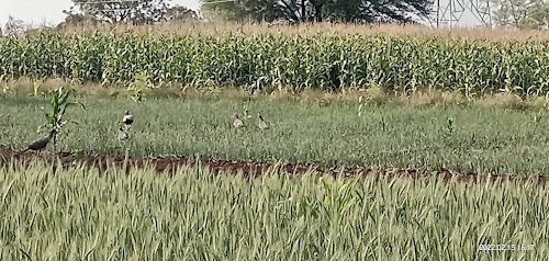 Yesu Farms