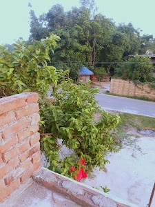 Basouli