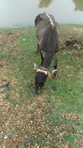 BASUKINATH DUBEY