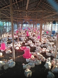 Ajay Broiler Chieks