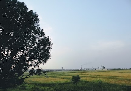 Gonaha