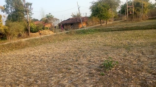 Gurjanaha