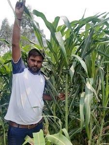 HINDUSTAN FERTILIZERS