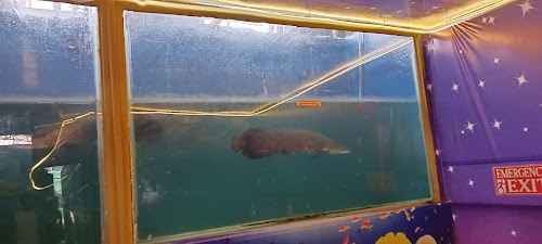 Fish Aquarium