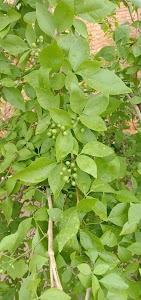 LABHERA