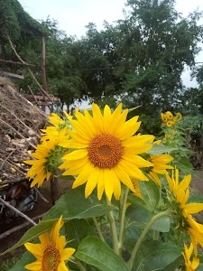 Patha Khurd
