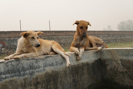 Umeed for Animals Foundation