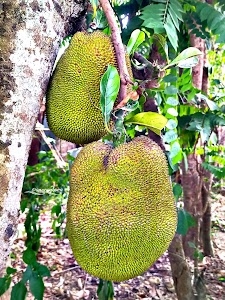 Guwal Gaon
