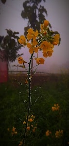 Natural photography