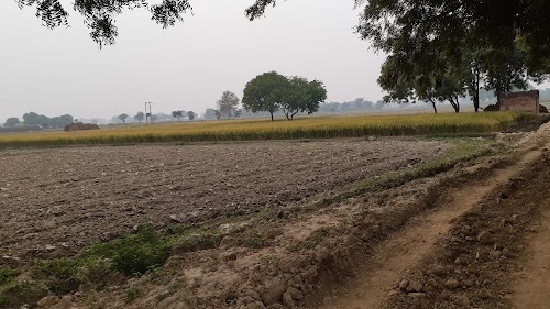 Tharora