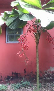 Bakultala, Shalimar
