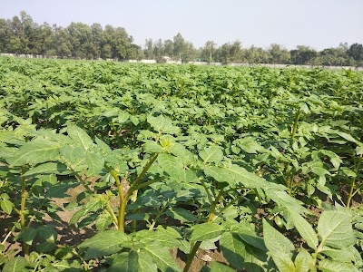 Bombay Agro Ltd Debiganj
