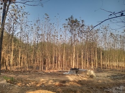 Majhiakhanda Amba Tota