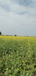 Tanwar agro Farms