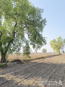 Jodhpura