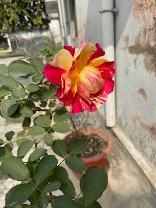 Karmahe Park