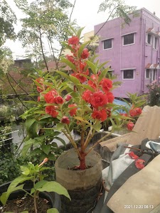 Kolathur