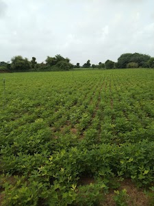Bhilada