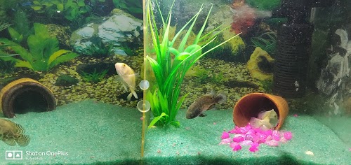 Howrah Aquarium Shop