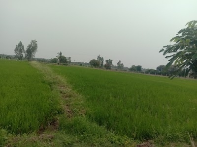Pargi