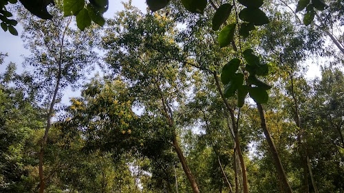 Purba Dubrajpur Bon