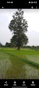 Ficus religiosa