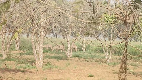 Hasanpur