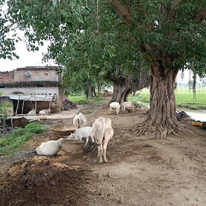 Jehli Bigha