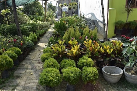 Shimla Nursery