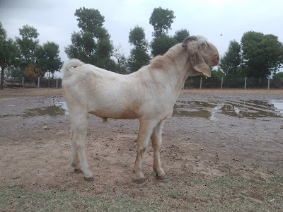 Goatslivestock